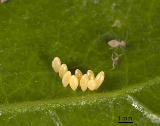 Eggs of variable ladybird, Coelophora inaequalis (Coleoptera: Coccinellidae). Creator: Tim Holmes. © Plant & Food Research. [Image: 2AL7]