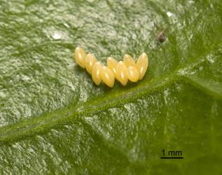 Eggs of variable ladybird, Coelophora inaequalis (Coleoptera: Coccinellidae). Creator: Tim Holmes. © Plant & Food Research. [Image: 2AL8]