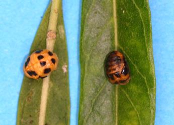 Two pupae of variable ladybird, Coelophora inaequalis (Coleoptera: Coccinellidae), showing the variable background colour. Creator: Tim Holmes. © Plant & Food Research. [Image: 2AL9]