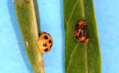 Two pupae of variable ladybird, Coelophora inaequalis (Coleoptera: Coccinellidae), showing the variable background colour. Creator: Tim Holmes. © Plant & Food Research. [Image: 2ALA]