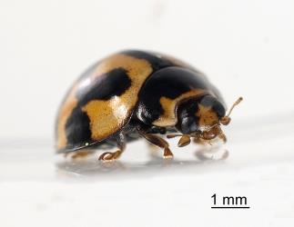 Adult variable ladybird, Coelophora inaequalis (Coleoptera: Coccinellidae). Creator: Tim Holmes. © Plant & Food Research. [Image: 2ALB]