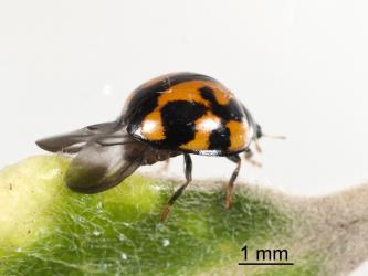 Adult variable ladybird, Coelophora inaequalis (Coleoptera: Coccinellidae) folding up its hind wings. Creator: Tim Holmes. © Plant & Food Research. [Image: 2ALD]