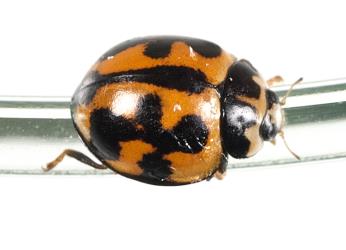 Adult variable ladybird, Coelophora inaequalis (Coleoptera: Coccinellidae). Creator: Tim Holmes. © Plant & Food Research. [Image: 2ALE]