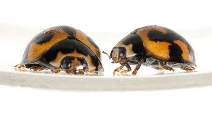 Two adult variable ladybird, Coelophora inaequalis (Coleoptera: Coccinellidae). Creator: Tim Holmes. © Plant & Food Research. [Image: 2ALF]