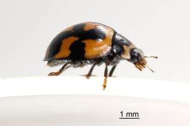 Adult variable ladybird, Coelophora inaequalis (Coleoptera: Coccinellidae). Creator: Tim Holmes. © Plant & Food Research. [Image: 2ALG]