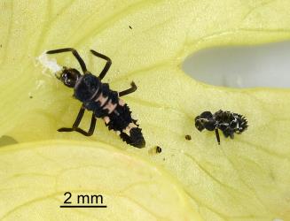 Larva of variable ladybird, Coelophora inaequalis (Coleoptera: Coccinellidae), and moulted larval skin. Creator: Nicholas A. Martin. © Plant & Food Research. [Image: 2ALI]