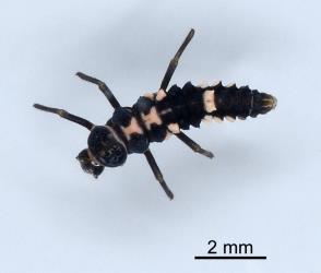 Larva of variable ladybird, Coelophora inaequalis (Coleoptera: Coccinellidae). Creator: Nicholas A. Martin. © Plant & Food Research. [Image: 2ALJ]