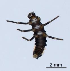 Underside of larva of variable ladybird, Coelophora inaequalis (Coleoptera: Coccinellidae). Creator: Nicholas A. Martin. © Plant & Food Research. [Image: 2ALK]