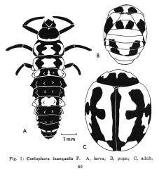 Larva, pupa and adult variable ladybird, Coelophora inaequalis (Coleoptera: Coccinellidae. Creator: AH Nicholason. © Drawings published in New Zealand Entomologist 1971, volume 5 (1): 79-81, Figure 1. [Image: 2ALL]