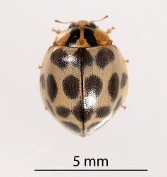 Adult Antipodean ladybird, Harmonia antipodum (Coleoptera: Coccinellidae) with only two dark stripes on prothorax. Creator: Tim Holmes. © Plant & Food Research. [Image: 2AME]