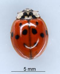 Adult Harlequin ladybird, Harmonia axyridis (Coleoptera: Coccinellidae), note the white on the head and pronotum and the black M-shape on the pronotum. Creator: Nicholas A. Martin. © Plant & Food Research. [Image: 2AMF]