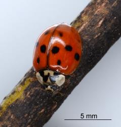 Adult Harlequin ladybird, Harmonia axyridis (Coleoptera: Coccinellidae), note the white on the head and pronotum and the black M-shape on the pronotum. Creator: Nicholas A. Martin. © Plant & Food Research. [Image: 2AMG]