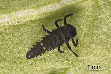 Second instar larva of large spotted ladybird, Harmonia conformis (Coleoptera: Coccinellidae). Creator: Tim Holmes. © Plant & Food Research. [Image: 2AMI]