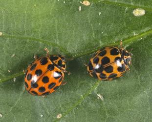 Two adult large spotted ladybird, Harmonia conformis (Coleoptera: Coccinellidae); note the variation in the size of the spots on the elytra. Creator: Tim Holmes. © Plant & Food Research. [Image: 2AMM]
