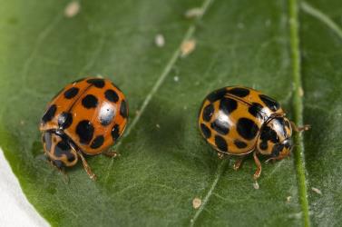 Two adult large spotted ladybird, Harmonia conformis (Coleoptera: Coccinellidae); note the variation in the size of the spots on the elytra. Creator: Tim Holmes. © Plant & Food Research. [Image: 2AMN]