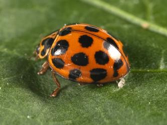 Adult large spotted ladybird, Harmonia conformis (Coleoptera: Coccinellidae). Creator: Tim Holmes. © Plant & Food Research. [Image: 2AMP]
