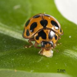 Adult large spotted ladybird, Harmonia conformis (Coleoptera: Coccinellidae), eating a psyllid nymph. Creator: Tim Holmes. © Plant & Food Research. [Image: 2AMQ]