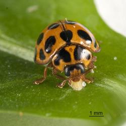 Adult large spotted ladybird, Harmonia conformis (Coleoptera: Coccinellidae), eating a psyllid nymph. Creator: Tim Holmes. © Plant & Food Research. [Image: 2AMR]