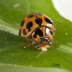 Adult large spotted ladybird, Harmonia conformis (Coleoptera: Coccinellidae), eating a psyllid nymph. Creator: Tim Holmes. © Plant & Food Research. [Image: 2AMS]