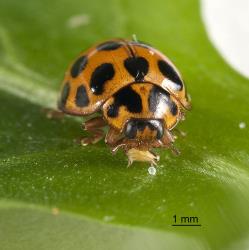 Adult large spotted ladybird, Harmonia conformis (Coleoptera: Coccinellidae), eating a psyllid nymph. Creator: Tim Holmes. © Plant & Food Research. [Image: 2AMT]