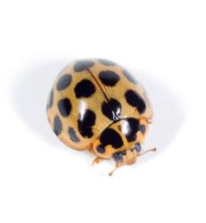 Adult large spotted ladybird, Harmonia conformis (Coleoptera: Coccinellidae). Creator: Tim Holmes. © Plant & Food Research. [Image: 2AMV]