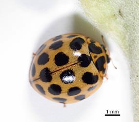 Adult large spotted ladybird, Harmonia conformis (Coleoptera: Coccinellidae). Creator: Tim Holmes. © Plant & Food Research. [Image: 2AMW]