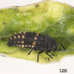 Late instar larva of large spotted ladybird, Harmonia conformis (Coleoptera: Coccinellidae). Creator: Tim Holmes. © Plant & Food Research. [Image: 2AN5]
