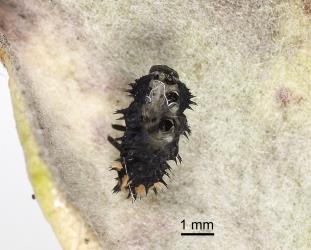 Late instar larva of large spotted ladybird, Harmonia conformis (Coleoptera: Coccinellidae). Creator: Tim Holmes. © Plant & Food Research. [Image: 2AN9]