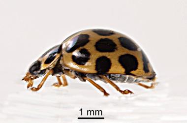 Side view of an adult large spotted ladybird, Harmonia conformis (Coleoptera: Coccinellidae). Creator: Tim Holmes. © Plant & Food Research. [Image: 2AND]