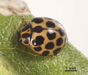 Adult large spotted ladybird, Harmonia conformis (Coleoptera: Coccinellidae), about 5.5-7.0 mm long. Creator: Tim Holmes. © Plant & Food Research. [Image: 2ANE]