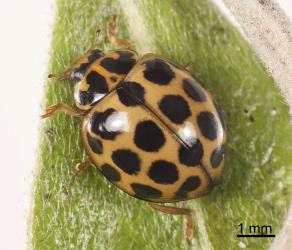 Adult large spotted ladybird, Harmonia conformis (Coleoptera: Coccinellidae). Note the U-shaped black areas on the pronotum. Creator: Tim Holmes. © Plant & Food Research. [Image: 2ANF]