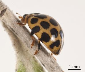 Side view of an adult large spotted ladybird, Harmonia conformis (Coleoptera: Coccinellidae). Creator: Tim Holmes. © Plant & Food Research. [Image: 2ANG]