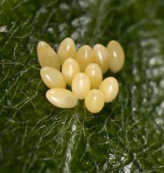 Eggs of large spotted ladybird, Harmonia conformis (Coleoptera: Coccinellidae). Creator: Tim Holmes. © Plant & Food Research. [Image: 2ANJ]