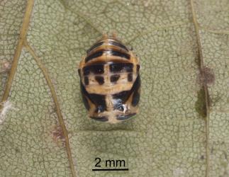 Pupa of large spotted ladybird, Harmonia conformis (Coleoptera: Coccinellidae). Creator: Tim Holmes. © Plant & Food Research. [Image: 2ANL]