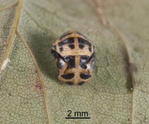Pupa of large spotted ladybird, Harmonia conformis (Coleoptera: Coccinellidae). Creator: Tim Holmes. © Plant & Food Research. [Image: 2ANM]