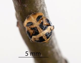 Pupa of large spotted ladybird, Harmonia conformis (Coleoptera: Coccinellidae). Creator: Tim Holmes. © Plant & Food Research. [Image: 2ANN]