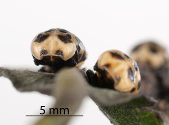 Front view of two pupae of large spotted ladybird, Harmonia conformis (Coleoptera: Coccinellidae). Creator: Tim Holmes. © Plant & Food Research. [Image: 2ANP]