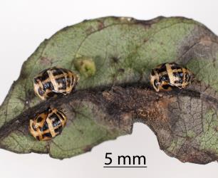 Three pupae of large spotted ladybird, Harmonia conformis (Coleoptera: Coccinellidae) on a willow leaf. Creator: Tim Holmes. © Plant & Food Research. [Image: 2ANS]