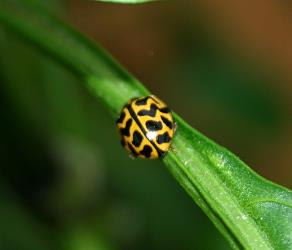 Adult southern ladybird, Cleobora mellyi (Coleoptera: Coccinellidae). © Plant & Food Research. [Image: 2AVY]