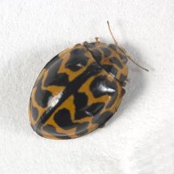 Adult southern ladybird, Cleobora mellyi (Coleoptera: Coccinellidae). © Plant & Food Research. [Image: 2AVZ]