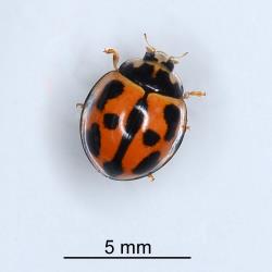 Adult variable ladybird, Coelophora inaequalis (Coleoptera: Coccinellidae), note the different pattern of the black pattern on the elytra. Creator: Nicholas A. Martin. © Plant & Food Research. [Image: 2AW0]