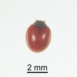 Adult Koebele’s ladybird, Rodolia koebelei (Coleoptera: Coccinellidae). Creator: Minna Personen. © Plant & Food Research. [Image: 2AW2]