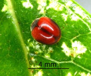 Adult Koebele's ladybird, Rodolia koebelei (Coleoptera: Coccinellidae). Creator: Nicholas A. Martin. © Plant & Food Research. [Image: 2AW3]