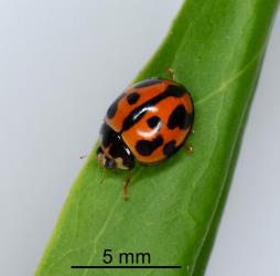 Adult variable ladybird, Coelophora inaequalis (Coleoptera: Coccinellidae), note the different pattern of the black pattern on the elytra. Creator: Nicholas A. Martin. © Plant & Food Research. [Image: 2AW6]