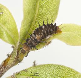 Larva of yellow shouldered ladybird, Apolinus lividigaster (Coleoptera: Coccinellidae), feeding on aphids on Pittosporum tenuifolium. Creator: Tim Holmes. © Plant & Food Research. [Image: 2AX2]