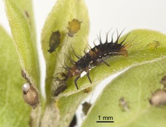 Larva of yellow shouldered ladybird, Apolinus lividigaster (Coleoptera: Coccinellidae), feeding on aphids on Pittosporum tenuifolium. Creator: Tim Holmes. © Plant & Food Research. [Image: 2AX3]