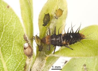 Larva of yellow shouldered ladybird, Apolinus lividigaster (Coleoptera: Coccinellidae), feeding on aphids on  Myoporum laetum. Creator: Tim Holmes. © Plant & Food Research. [Image: 2AX4]