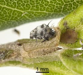 Side view of a moulted larval skin of yellow shouldered ladybird, Apolinus lividigaster (Coleoptera: Coccinellidae), that were feeding on aphids on Pittosporum tenuifolium. Creator: Tim Holmes. © Plant & Food Research. [Image: 2AX5]