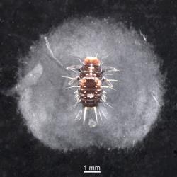 A prepupal larva of yellow shouldered ladybird, Apolinus lividigaster (Coleoptera: Coccinellidae), surrounded by a halo of wax. Creator: Tim Holmes. © Plant & Food Research. [Image: 2AX7]