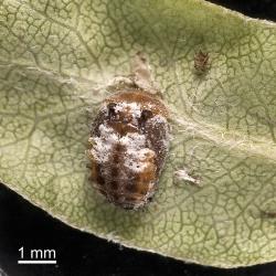 Pupa of yellow shouldered ladybird, Apolinus lividigaster (Coleoptera: Coccinellidae). Creator: Tim Holmes. © Plant & Food Research. [Image: 2AX8]